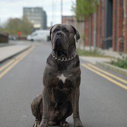 Shadowthefriendlydog profile
